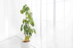 全面窓パネルで明るい空間に置かれた観葉植物