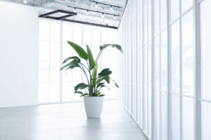 全面窓パネルで明るい空間に置かれた観葉植物